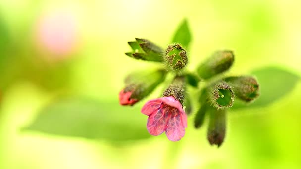 Lungwort Wood Anemone Flores Cedo Primavera Alemanha — Vídeo de Stock