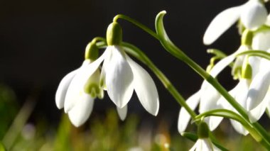 Bahar çiçekleri, kar çanları, Crocus ve yabani nergis, Almanya 'da ilkbaharın başlarında kır çiçekleri