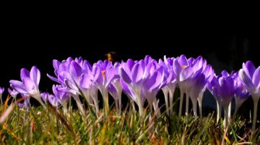 Bahar çiçekleri, kar çanları, Crocus ve Cowslip Alman florasının ilk çiçekleri