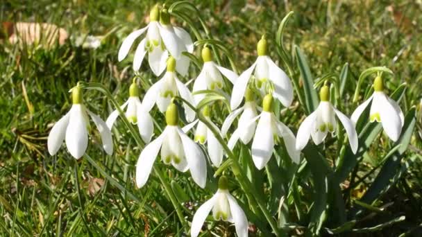 Jarní Květiny Snowbells Crocus Pilewort Rané Květiny Německé Flóry — Stock video