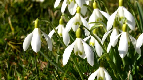 Весняні Квіти Сніжки Крокус Дикі Нарциси Ранні Дикі Квіти Навесні — стокове відео