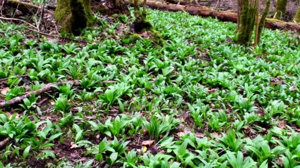Ajo Silvestre Primavera Verduras Hierbas Medicinales Unidad Cámara Bosque Alemán — Vídeo de stock