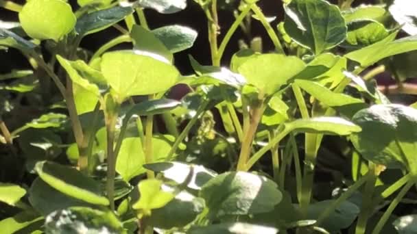 Berro Hierba Fresca Comestible Planta Medicinal Primavera Con Primer Plano — Vídeo de stock