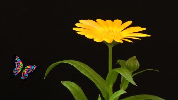 Marigold Virág Repülő Pillangó Animáció — Stock videók