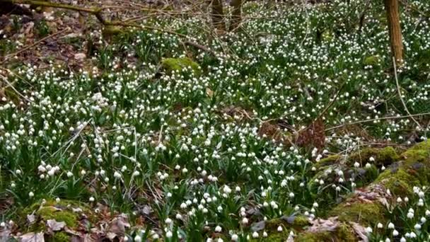 Floco Neve Flor Início Primavera Alemanha Muitos Close — Vídeo de Stock