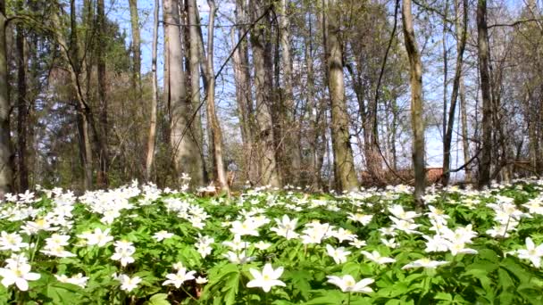 Mutlu Paskalyalar Ahşap Şakayık Paskalya Sepetli Mesaj Kamera Çiçekleri Derin — Stok video