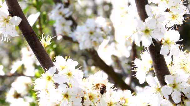 Frohe Ostern Botschaft Mit Birnenblüte Und Osterhase Kameraantrieb — Stockvideo