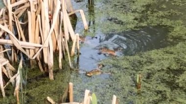İlkbaharda Almanya 'da yaygın Avrupa kurbağaları üreme