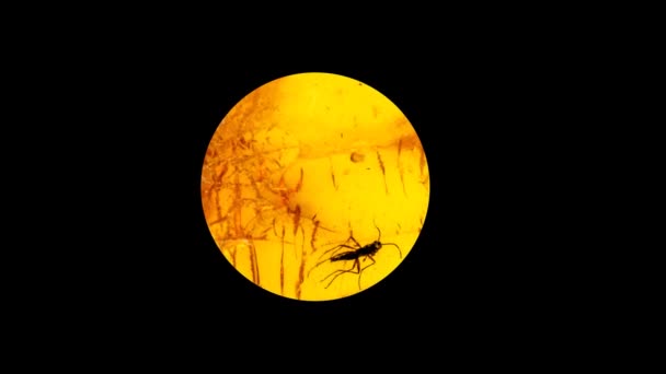 Amber Inclusion Insect Turning Black Background — Stock Video