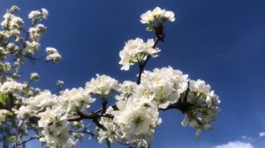 İlkbaharda Almanya 'da erik tomurcukları, yakın planda mavi bir gökyüzü ve hafif bir esinti
