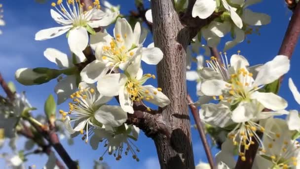 Švestkový Květ Jaře Německu Detailní Záběr Modrou Oblohou Pozadí Jemným — Stock video