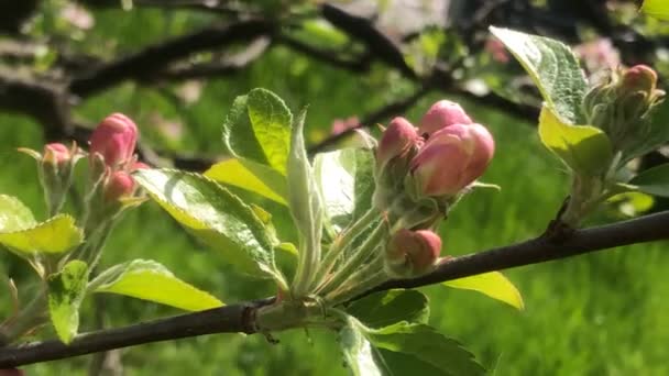 Appelbloesem Duitsland Het Voorjaar Begin Van Boom Bloeien Met Camera — Stockvideo