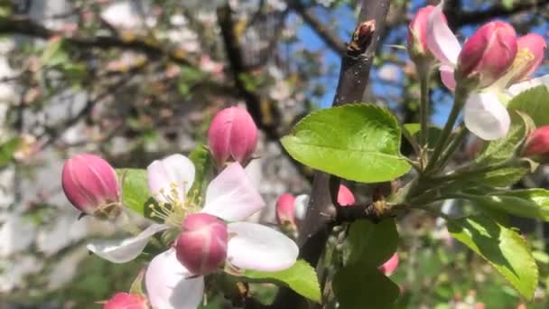 Квітуче Яблуко Німеччині Навесні Початок Цвітіння Дерева Відстеженням Камери — стокове відео