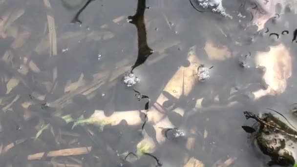 Tadpoles Eat Dead Frog Pond Spring Germany — Stock Video