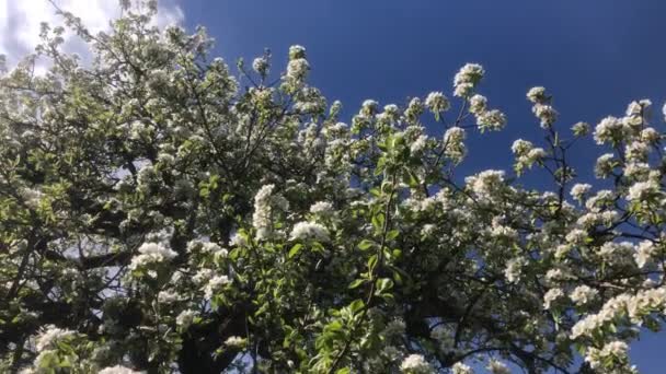 ドイツの春の真珠の花 青い空で頭まで追跡し 閉じるためにズームインするカメラ — ストック動画