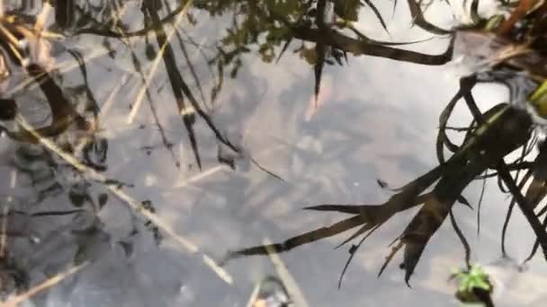 ドイツの春の池のタダポリス 水面に鏡面の枝が付いている — ストック動画