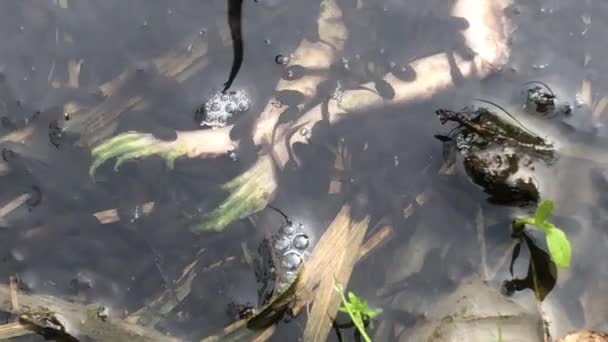 Pollywogs Eat Dead Frog Pond Closeup — Stock Video