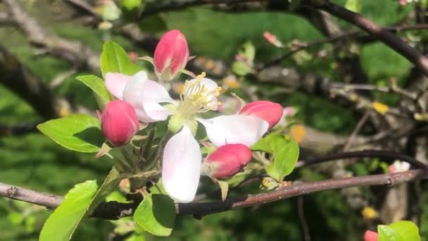 Apfelbaumblüte Frühling Deutschland Nahaufnahme Der Blumen — Stockvideo