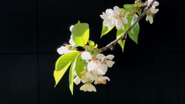 Cseresznyevirág Virággal — Stock videók