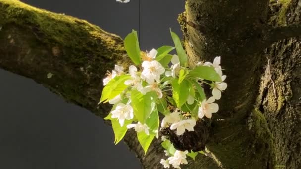 Kirsebærblomst Foråret Tyskland Closeup Med Stammen – Stock-video