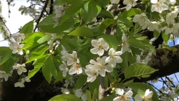 Cseresznyevirág Tavasszal Németországban Közelkép Kilátás Fejre Nagy Szögben — Stock videók