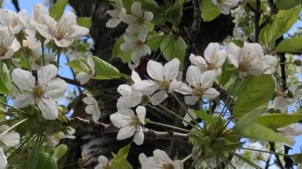 Třešňový Květ Jaře Německu Zvětšit Květiny — Stock video