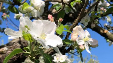 İlkbaharda Almanya 'da elma açar, mavi gökyüzünü yakınlaştırır.