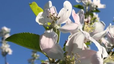 İlkbaharda Almanya 'da elma açar, mavi gökyüzünü yakınlaştırır.