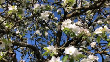 Elma ağacı çiçeği, kamera ağacın üzerinde.