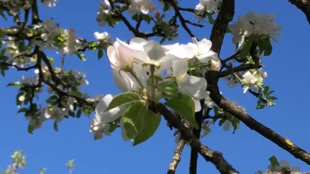 Apfelbaumblüte Blumen Großaufnahme — Stockvideo