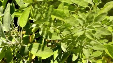 Adaçayı, şifalı ot ve baharat, kamera sürücüsü ve bir yaprağın makro görüntüsü.