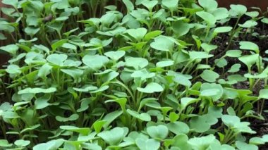 Ruccola, küçük fideler, kamera sürücüsü.