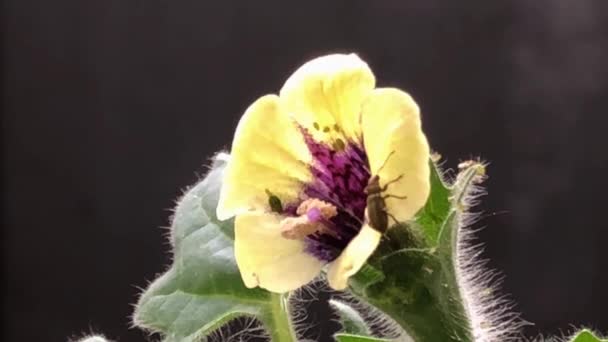 Žluť Henbane Květ Léčivé Byliny Makro Pohled Hmyzem — Stock video