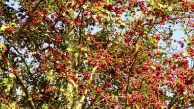 Hawthorn ilaç bitkisi olgun böğürtlenlerle, çalılarla ve yakın plan olgun meyvelerle