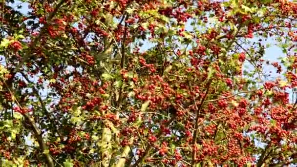 Hawthorn Medicinal Plant Ripe Berries Bush Closeup Ripe Berries — Video