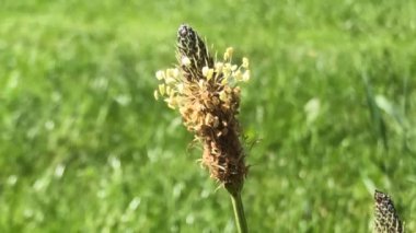 Pirzola muzu, baharda Almanya 'da bir bahçede çiçekli şifalı bitki.