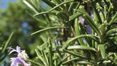 Biberiye, şifalı bitki ve baharatlı, çiçekli ve kameralı.