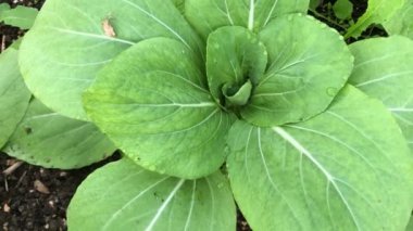 Almanya 'da baharda bir serada bok choy