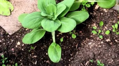 Almanya 'da baharda bir serada bok choy
