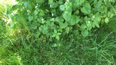 Almanya 'da baharda çiçekli sarımsaklı hardal, yiyecek ve tıbbi bitki, kamera.