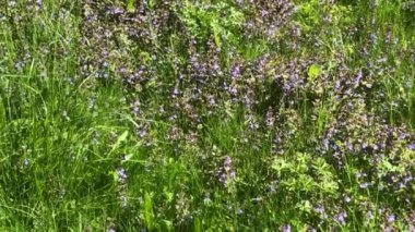 Ajuga çiçekli şifalı bitki, baharda Almanya 'da birçok şifalı bitki.