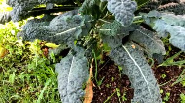 Tarlada kıvırcık lahana, kameralı büyük lahana.