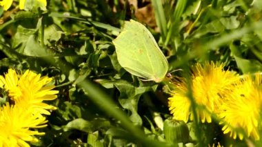 brimstone butterfly on flowers of dandelion and vetch