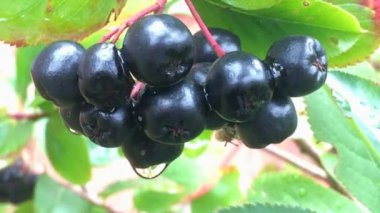 fresh Aronia berries at its bush and dried berries on a turn table