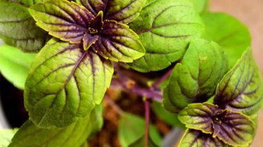 Afrika mavisi fesleğeni yakın plan çekimde ve çiçeğe örtülmüş.