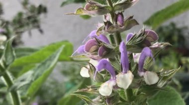 Clary Sage, çiçekli şifalı bitki, yakınlaş ve çık.