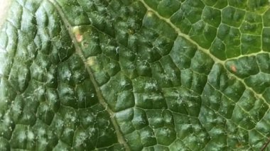 Clary Sage, yapraklı şifalı bitki, kameralı makro görüş.