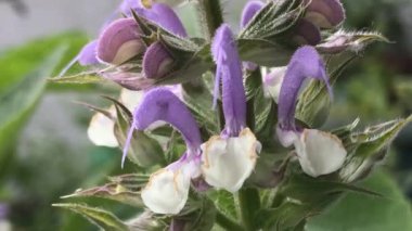 Clary Sage, şifalı bitki, çiçekli ve yapraklı makroda