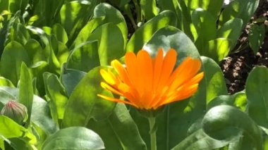 Kadife çiçeği, turuncu çiçekli şifalı bitki.