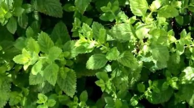 Yazın başında Almanya 'da bir bahçede merhem, kameraya çek ve yakınlaştır.